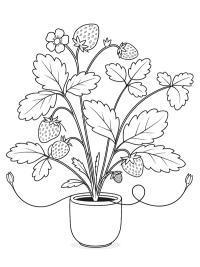 Jordbærplante
