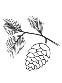 Grankogle
