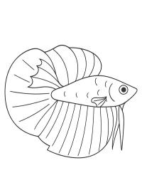 Siamesisk kampfisk