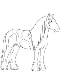Tinker hest